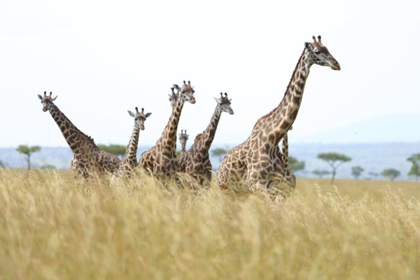 Wildlife at Angama Mara