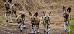 Roho Ya Selous - Wild Dog