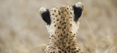 Namiri Plains - Cheetah