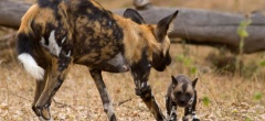 Rufiji River Camp - Wild Dog