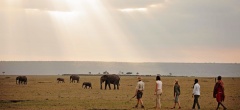 Elephant Pepper Camp