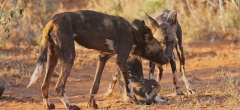 Loisaba Tented Camp