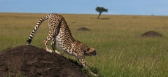 Mara Expeditions - Cheetah