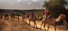 Sabuk Lodge - Camel Riding